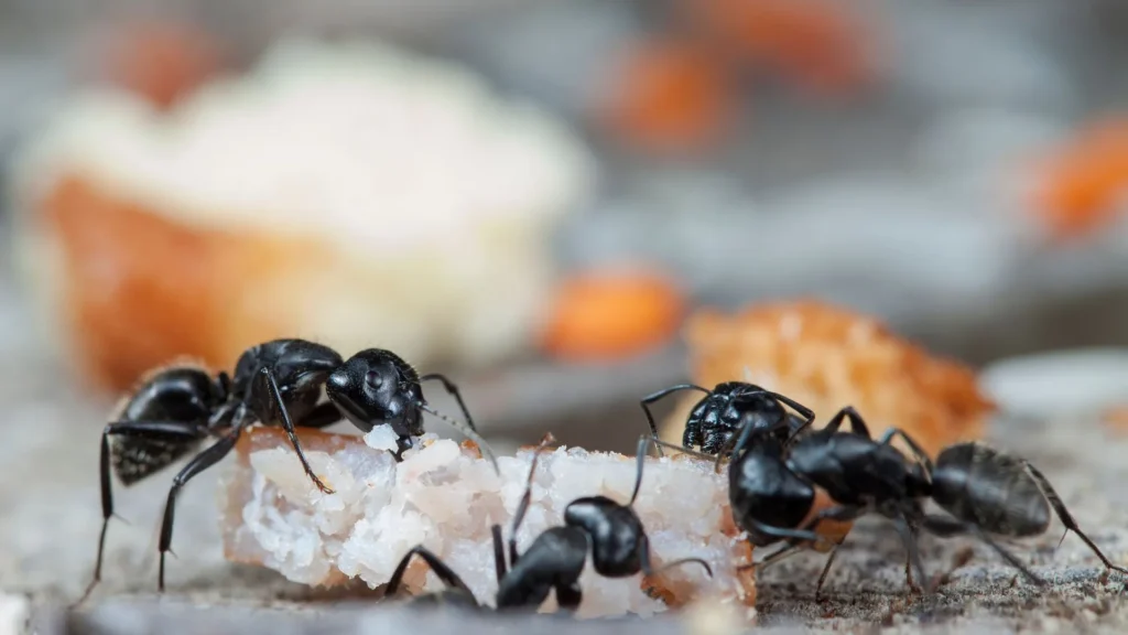 Ants Control - Ants Control - Hortilinks International