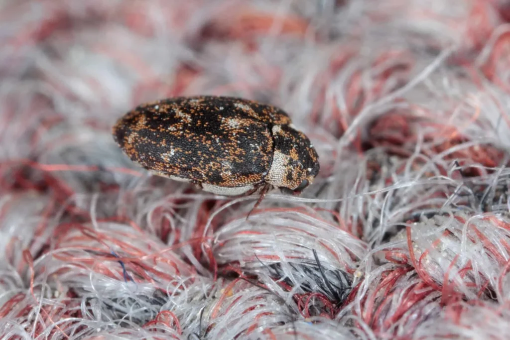 Carpet Beetles Control - Carpet Beetle - Hortilinks International
