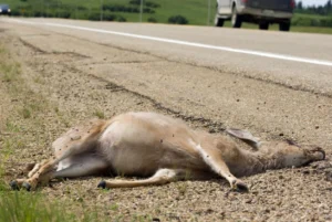 Dead Animal Removal Near Me - Dead Animal Removal - Hortilinks International
