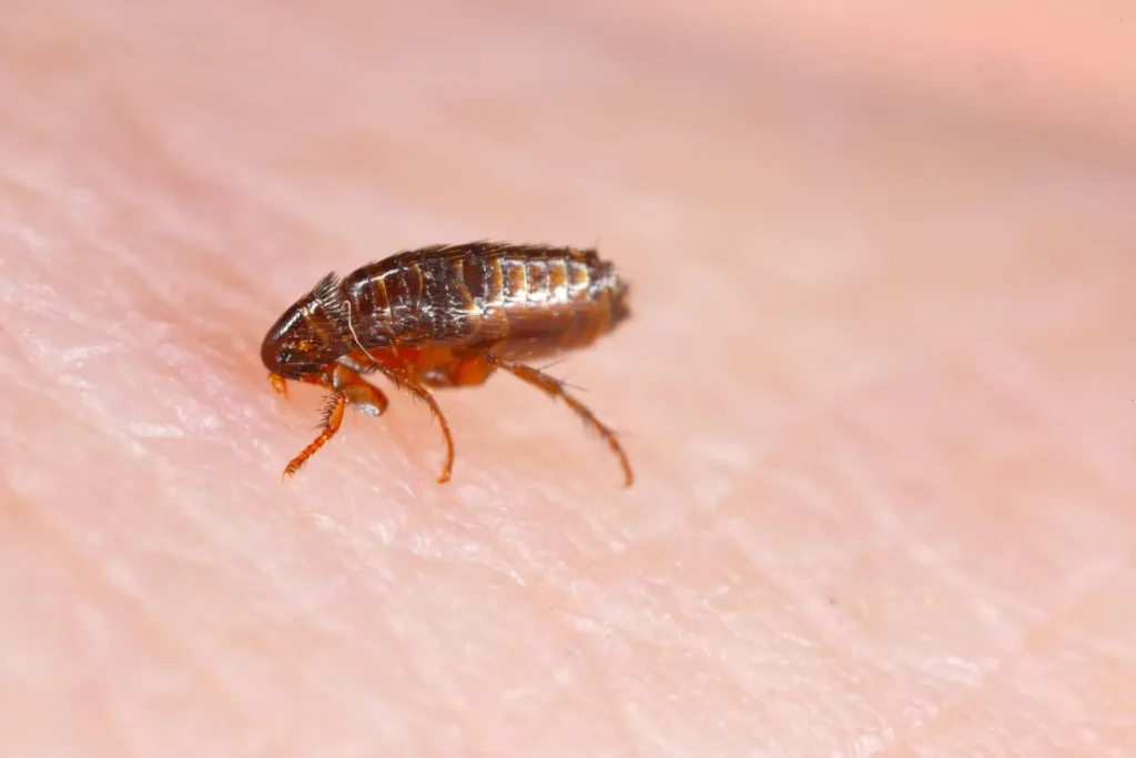 Fleas Control - Fleas Control - Hortilinks International